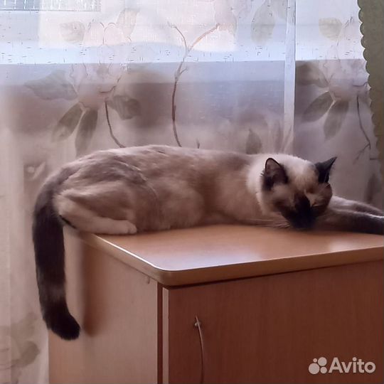 Кошка в добрые ответственные руки