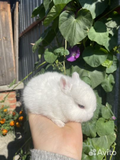 Декоративные кролики разных пород