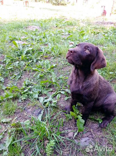 Щенки лабрадора