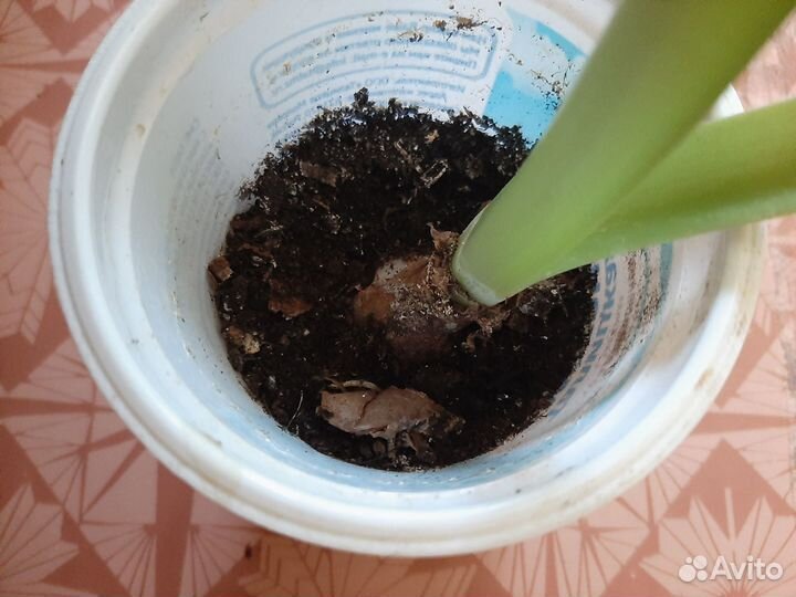 Гиппеаструм