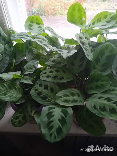 Комнатные растения