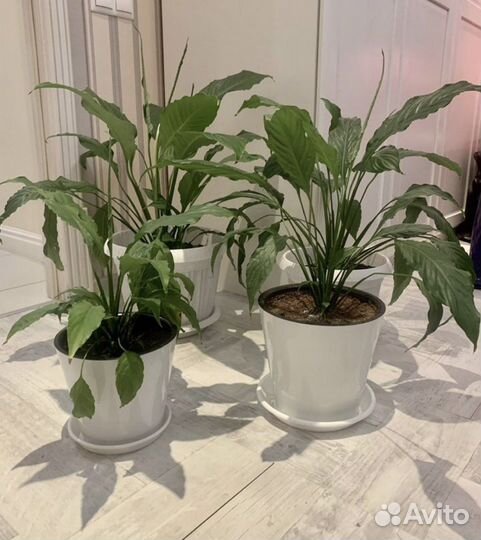 Спатифиллум в подарок