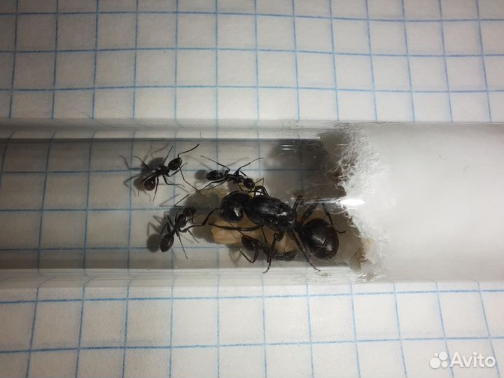 Муравьи Messor structor