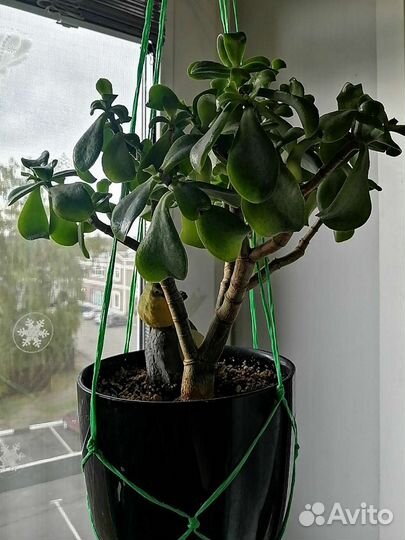 Крассула толстянка аихризон сансевиерия