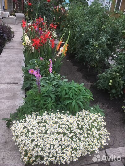 Многолетники для сада