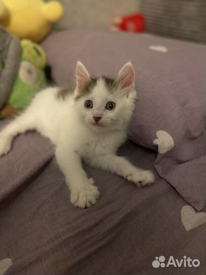 Котята мейн-кун