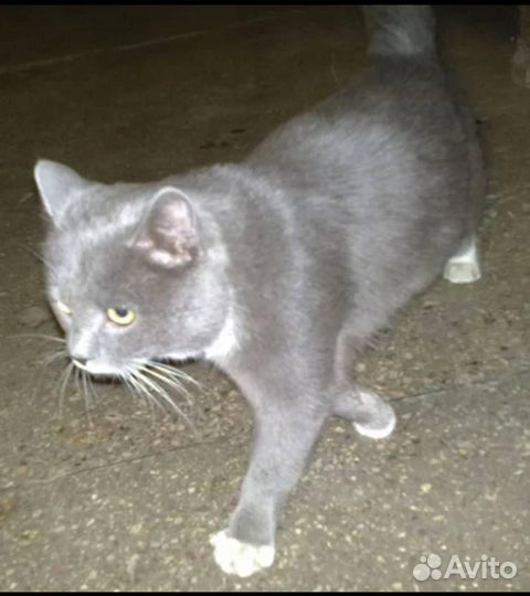 Потерялся котик в районе 5 Кировская 15
