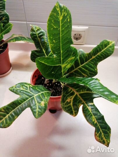 Кодиеум Кротон Экселент