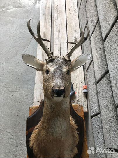 Чучело головы