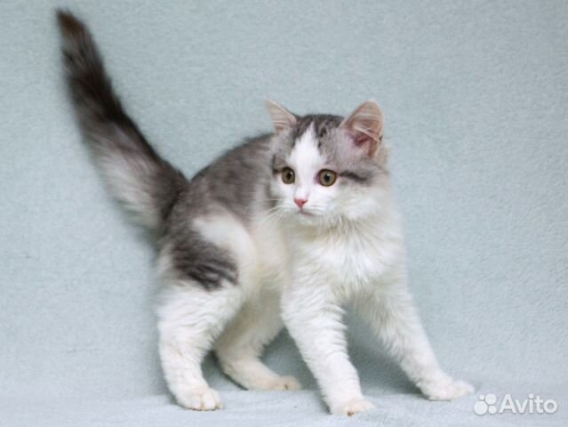 Пушистый котёнок Витька в добрые руки