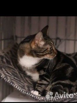 Отдам бесплатно