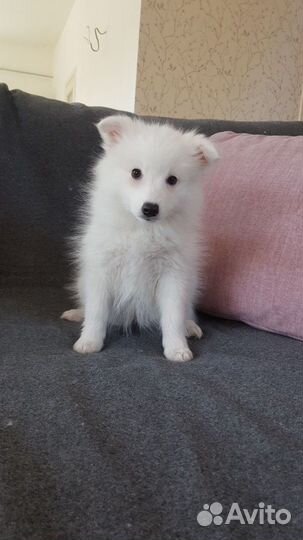 Японский шпиц Щенки