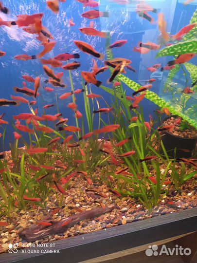 Аквариумные рыбки
