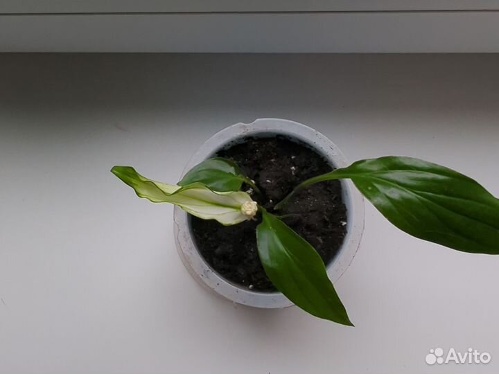 Спатифиллум Шопен