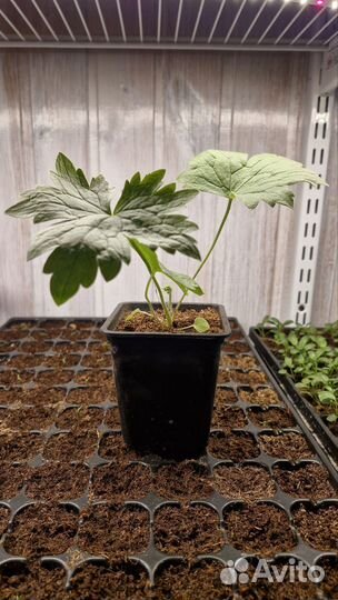 Дельфиниум