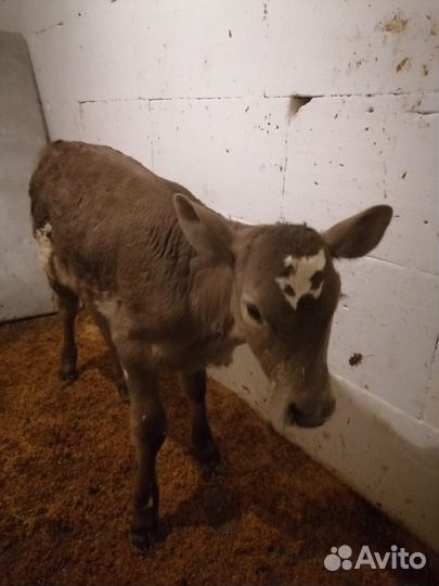 Продается телка