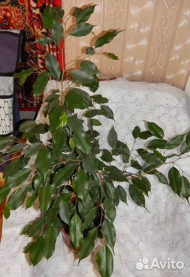 Фикус Бенджамина