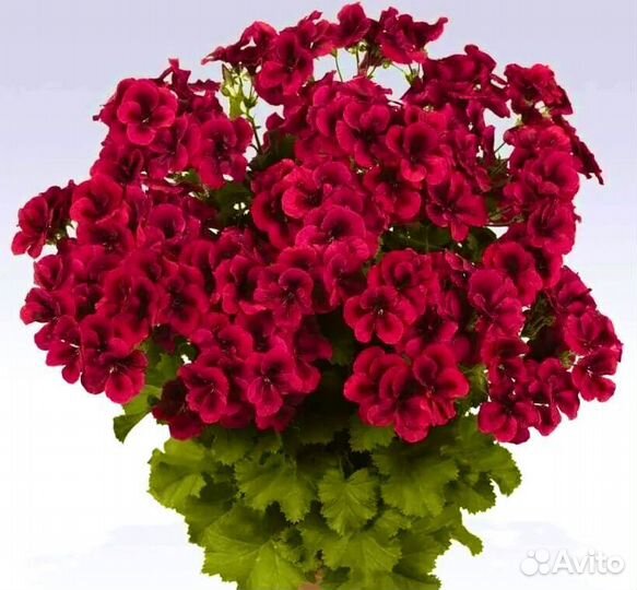 Пеларгония герань сортовая