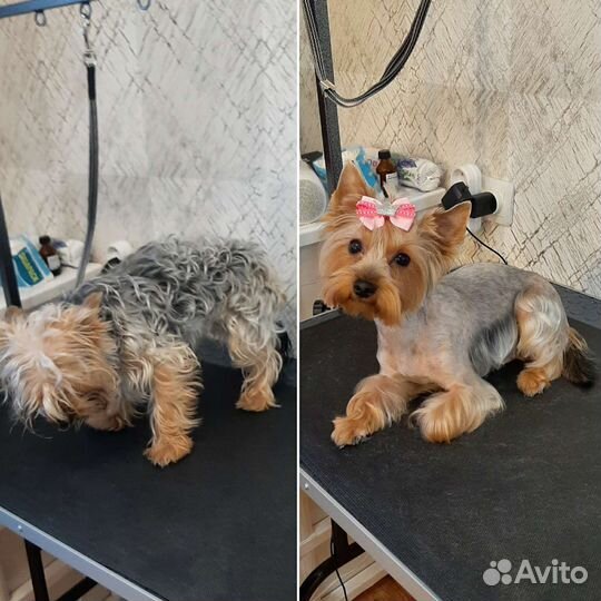 Стрижка собак породы Йоркширский терьер