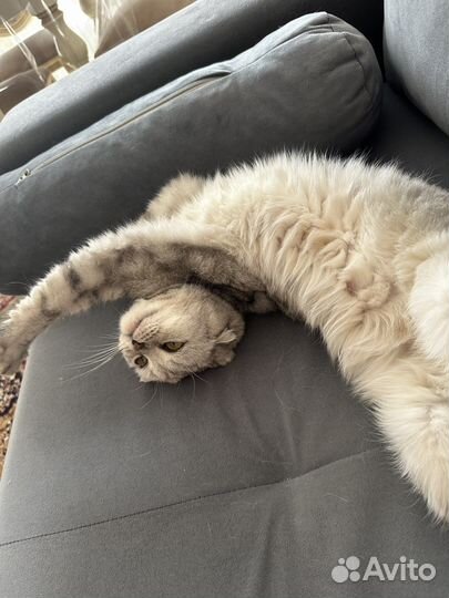 Отдам бесплатно