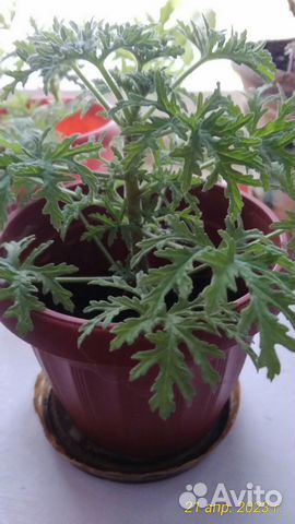 Пеларгония душистая