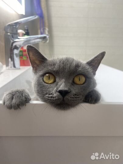 Русская голубая в добрые руки