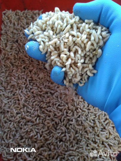 Червь, опарыш для рыбалки