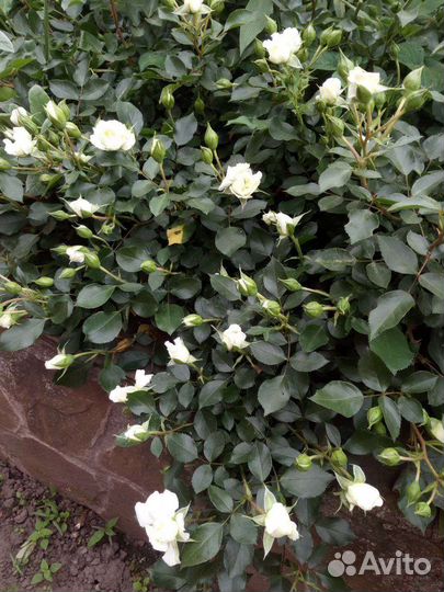 Роза почвопокровная