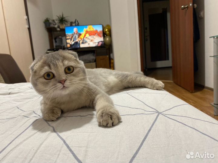 Шатланские вислоухие котята