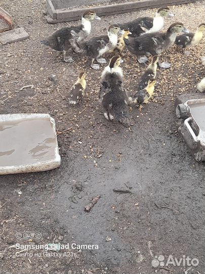 Утята подрощенные