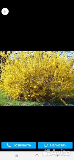 Роза красная