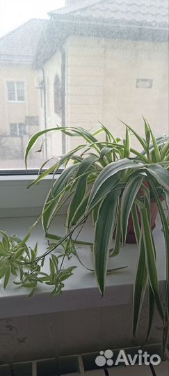 Хлорофитум