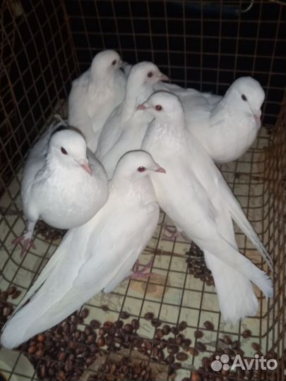 Голуби