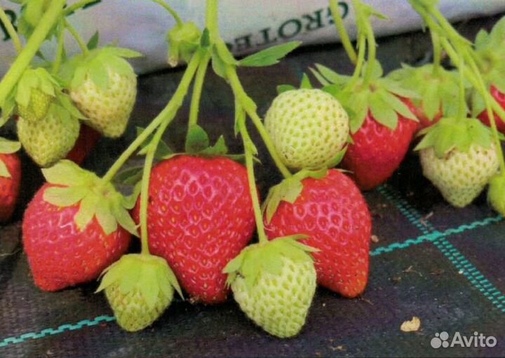 Рассада клубники Ания