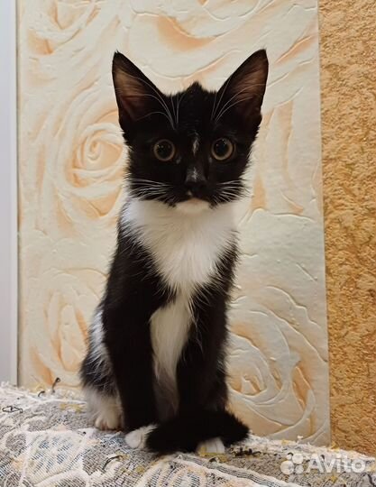 Кошечка Ника