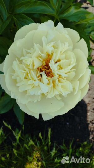 Пионы Коллекционные