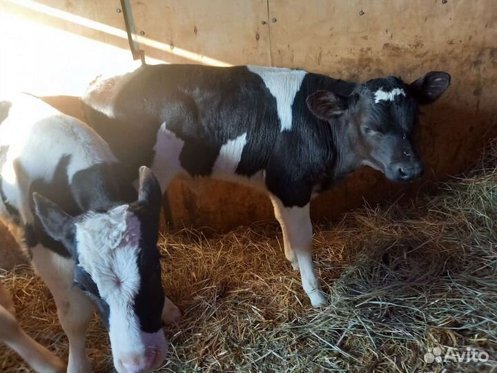 Бычки элитные