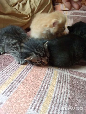 Кошка в дар бесплатно