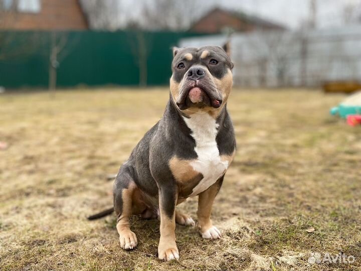 Американский булли классик вязка