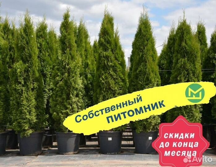 Туя