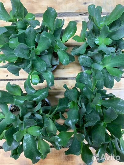 Кактусы и суккуленты