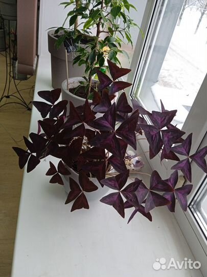 Растения комнатные цветы