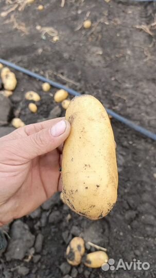 Картофель лук тыква на дом