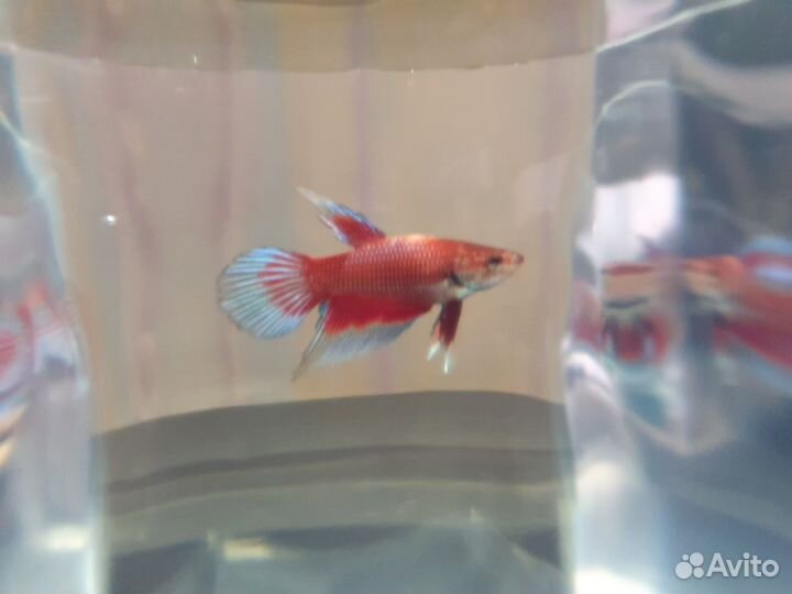 Самки петушков