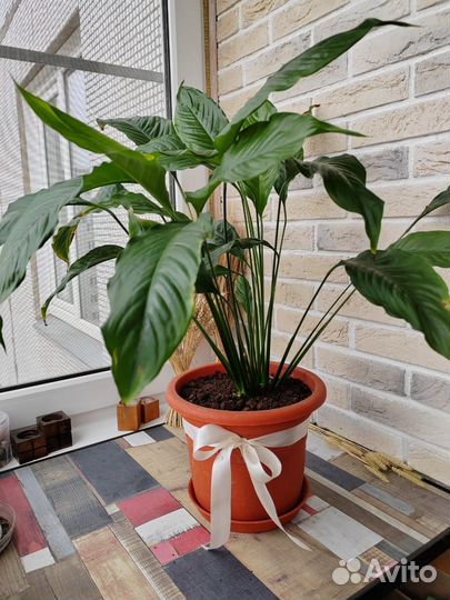 Цветок Спатифиллум