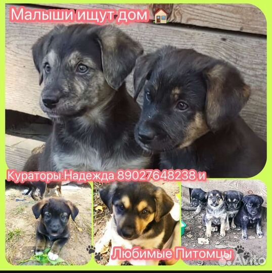 Маленькая собака в добрые руки бесплатно