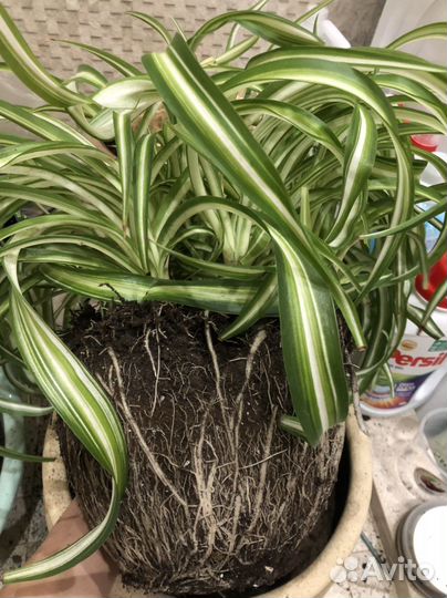 Хлорофитум Бонни (кудрявый)