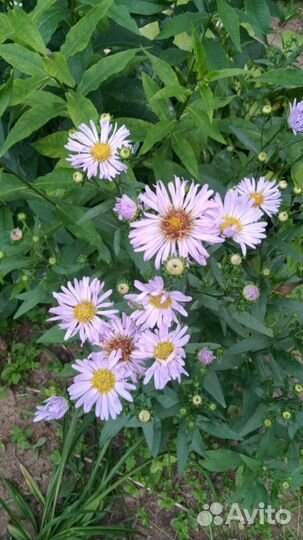 Астра летняя