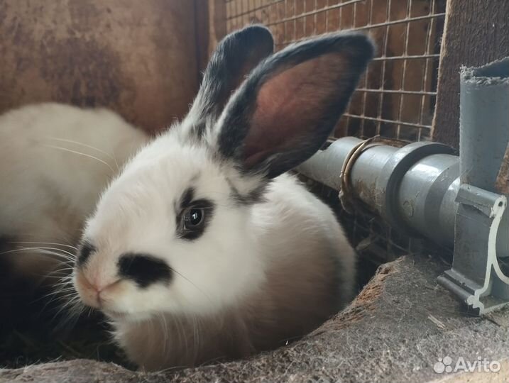 Кролики мясных пород (вислоушки - метисы)