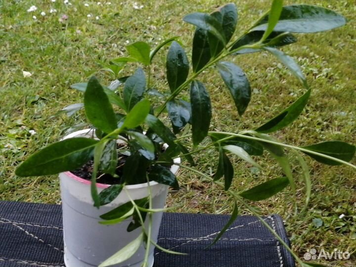 Барвинок фиолетовый 10-12 корней